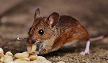 24 Hour & Emergency Exterminators in Nlr, AR